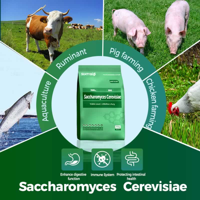 Области применения и научные доказательства эффективности кормовых пивных дрожжей